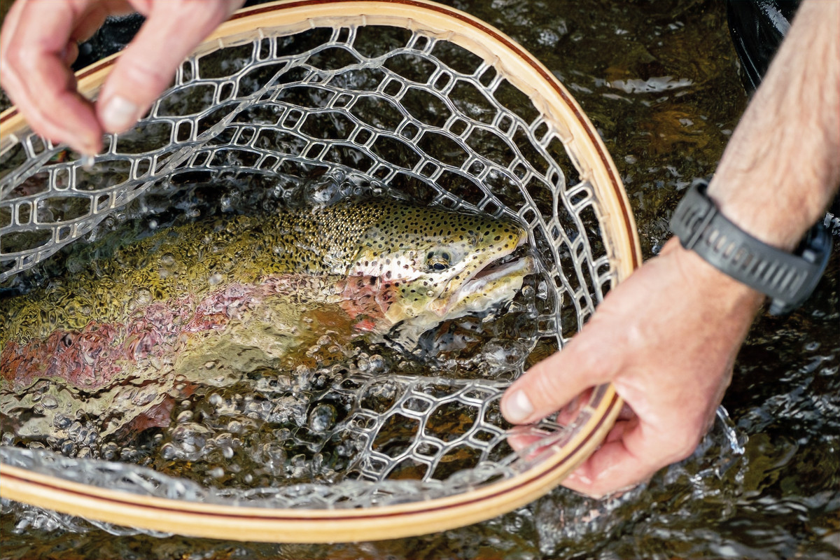 Trout caught in a net
